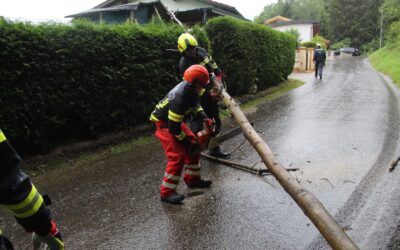 T01 Baum über Straße